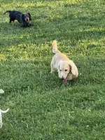 George , a male Miniature Dachshund for sale in Somerset, KY – 1 of 2