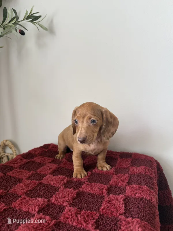 Prissy – Miniature Dachshund puppy for sale in Somerset, KY