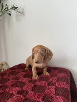 Prissy, a female Miniature Dachshund for sale in Somerset, KY – 1 of 1