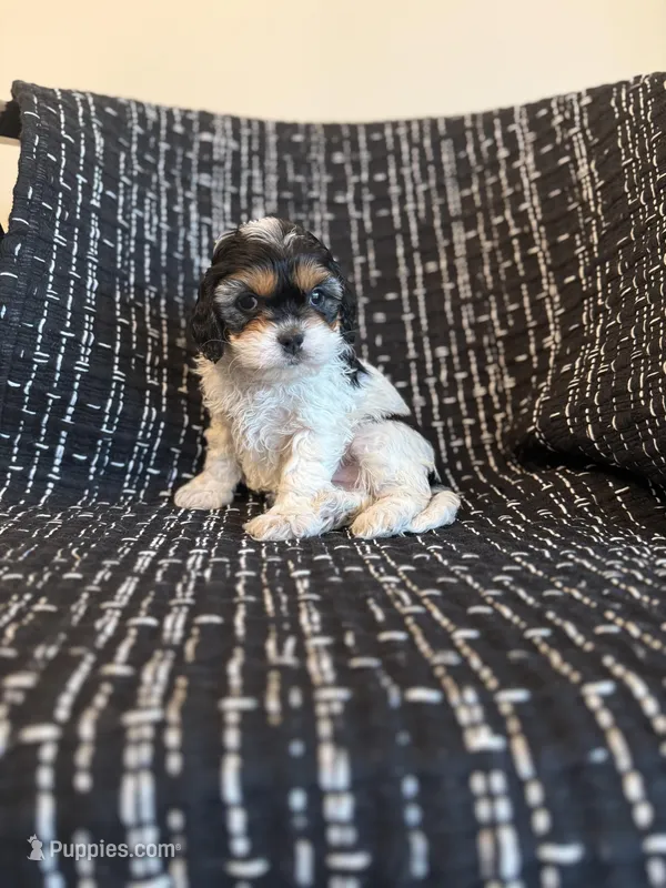 Sarah , a female Cavapoo for sale in Somerset, KY – Photo 1 of 2