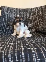 Sarah , a female Cavapoo for sale in Somerset, KY – Photo 1 of 2