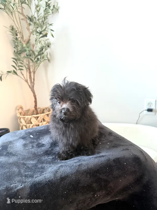 Freddie TINY – Pomapoo puppy for sale in Somerset, KY