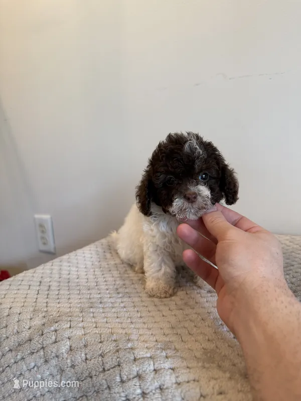 Sasha  – Miniature Schnauzer, Poodle - Toy  puppy for sale in Somerset, KY