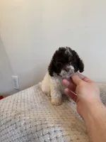 Sasha , a female Miniature Schnauzer and Poodle - Toy  for sale in Somerset, KY – 1 of 1
