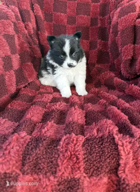Damon  – Pomeranian puppy for sale in Somerset, KY