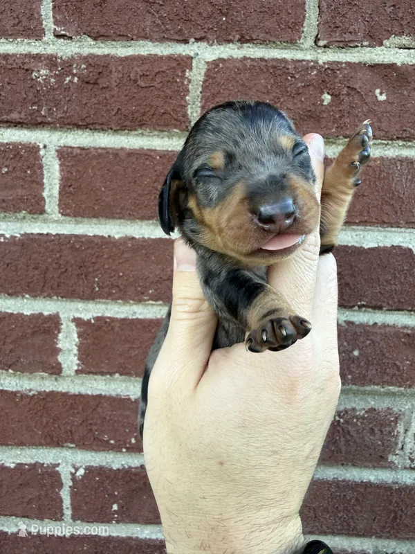 Harrison – Miniature Dachshund puppy for sale in Somerset, KY