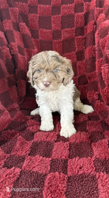 Raymond  – Cavapoo puppy for sale in Somerset, KY