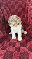 Raymond , a male Cavapoo for sale in Somerset, KY – 1 of 1