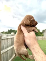 Nixon LH, a male Miniature Dachshund for sale in Somerset, KY – 1 of 1
