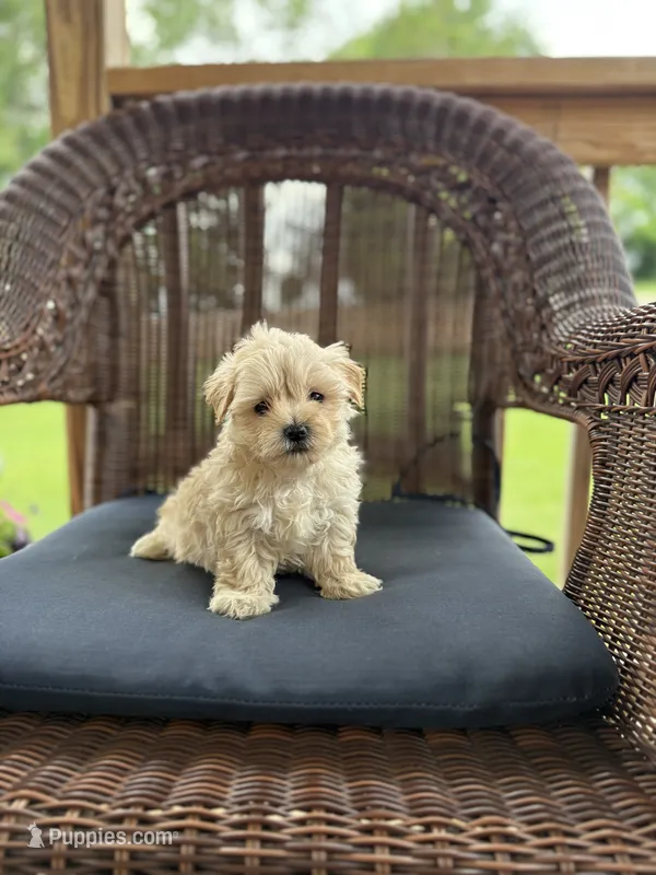 Neil  – Maltipoo puppy for sale in Somerset, KY