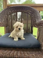 Neil , a male Maltipoo for sale in Somerset, KY – 1 of 1