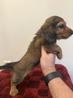 Shayla, a female Miniature Dachshund for sale in Somerset, KY – 2 of 2