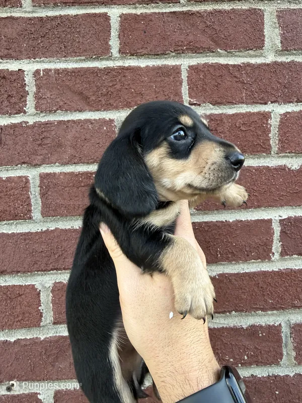 Regina BLACK AND CREAM – Miniature Dachshund puppy for sale in Somerset, KY