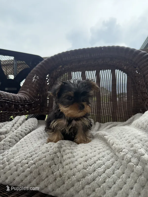 Toby – Yorkshire Terrier puppy for sale in Somerset, KY