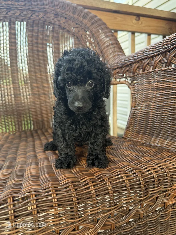 Coal  – Poodle - Toy  puppy for sale in Somerset, KY