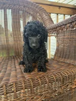 Coal , a male Poodle - Toy  for sale in Somerset, KY – 1 of 1