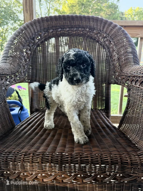 Lillian – Goldendoodle puppy for sale in Somerset, KY