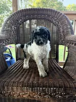 Lillian, a female Goldendoodle for sale in Somerset, KY – 1 of 1