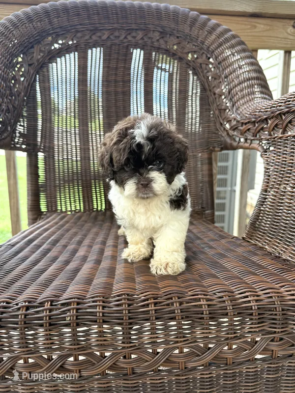 Mayci  – Bichon Frise, Shih Tzu puppy for sale in Somerset, KY