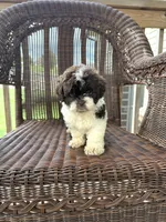Mayci , a female Bichon Frise and Shih Tzu for sale in Somerset, KY – 1 of 1