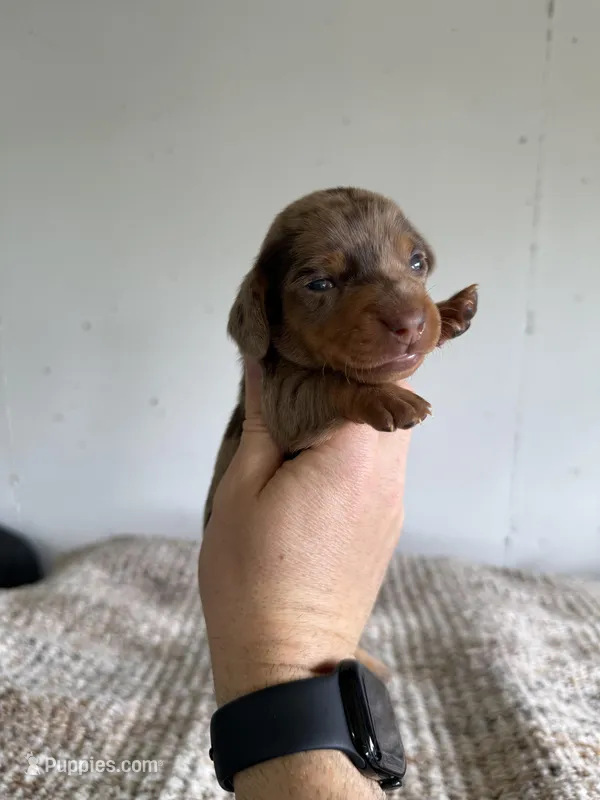Pollie – Miniature Dachshund puppy for sale in Somerset, KY