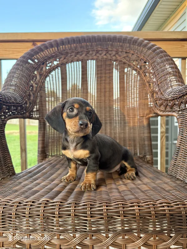Katrina  – Miniature Dachshund puppy for sale in Somerset, KY