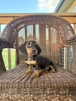 Katrina , a female Miniature Dachshund for sale in Somerset, KY – 1 of 1
