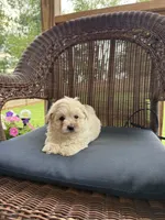 Nick, a male Maltipoo for sale in Somerset, KY – 1 of 1
