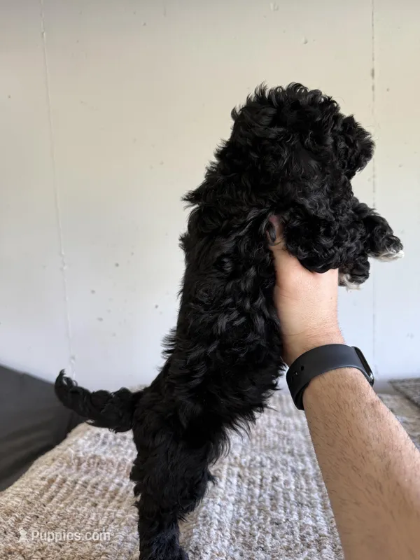 Coal , a male Cockapoo for sale in Somerset, KY – 1 of 2