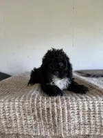 Coal , a male Cockapoo for sale in Somerset, KY – 2 of 2