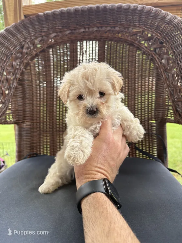 Nancy  – Maltipoo puppy for sale in Somerset, KY