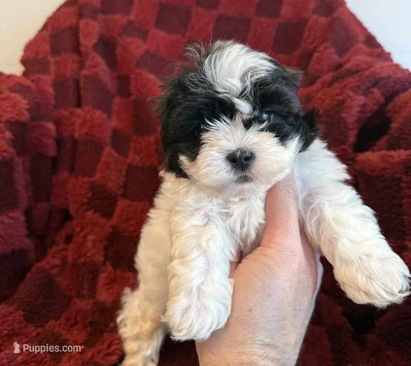 Sam – Shichon puppy for sale in Somerset, KY
