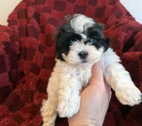 Sam, a male Shichon for sale in Somerset, KY – 1 of 1