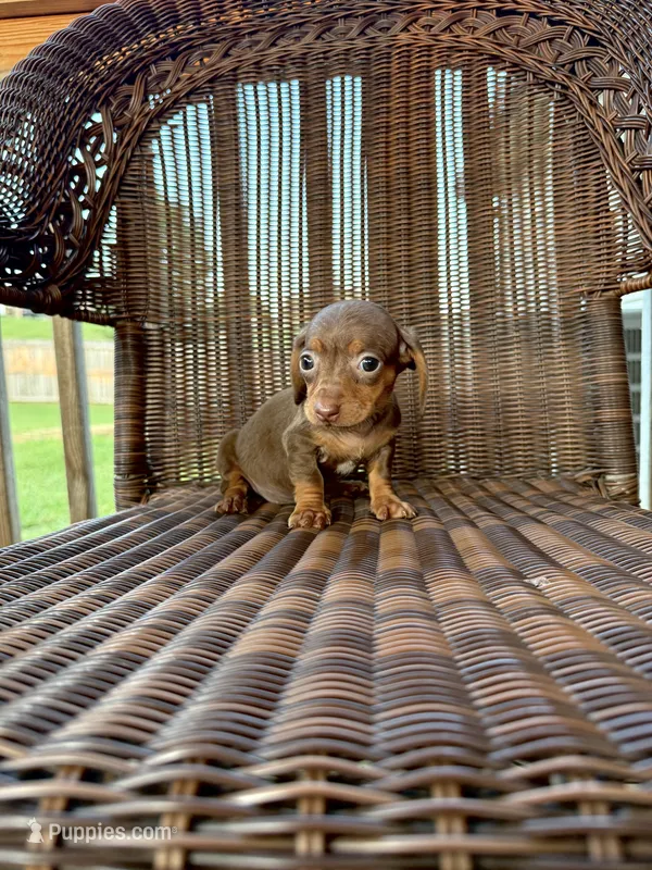 Kallie  – Miniature Dachshund puppy for sale in Somerset, KY