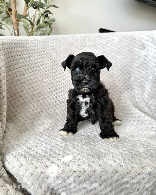 Rufus BLUE EYE  – Miniature Schnauzer puppy for sale in Somerset, KY