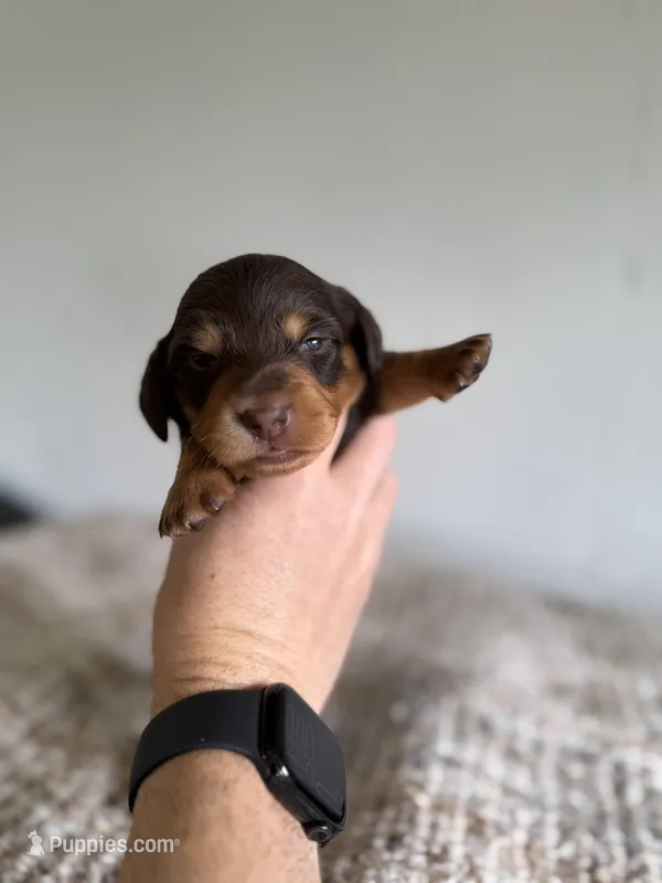 Walter, a male Miniature Dachshund for sale in Somerset, KY – Photo 1 of 2