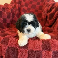 Sexton , a male Shichon for sale in Somerset, KY – 1 of 1