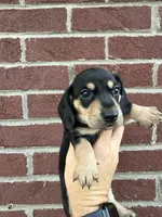 Regina BLACK AND CREAM, a female Miniature Dachshund for sale in Somerset, KY – 2 of 2