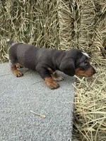 Dakota , a male Miniature Dachshund for sale in Somerset, KY – 2 of 2