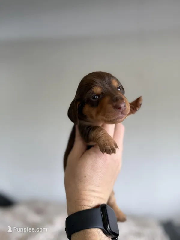 Lollie LH – Miniature Dachshund puppy for sale in Somerset, KY