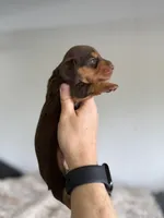 Lollie LH, a female Miniature Dachshund for sale in Somerset, KY – Photo 2 of 2
