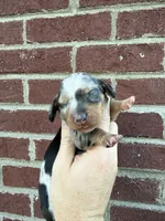 Henry , a male Miniature Dachshund for sale in Somerset, KY – 3 of 4