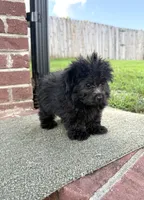 Rocky , a male Pomapoo for sale in Somerset, KY – 1 of 1