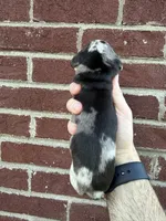 Henry , a male Miniature Dachshund for sale in Somerset, KY – 4 of 4