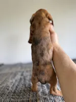 Bianca , a female Miniature Dachshund for sale in Somerset, KY – Photo 3 of 5