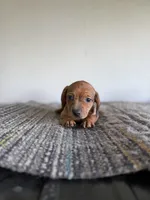 Bianca , a female Miniature Dachshund for sale in Somerset, KY – Photo 4 of 5