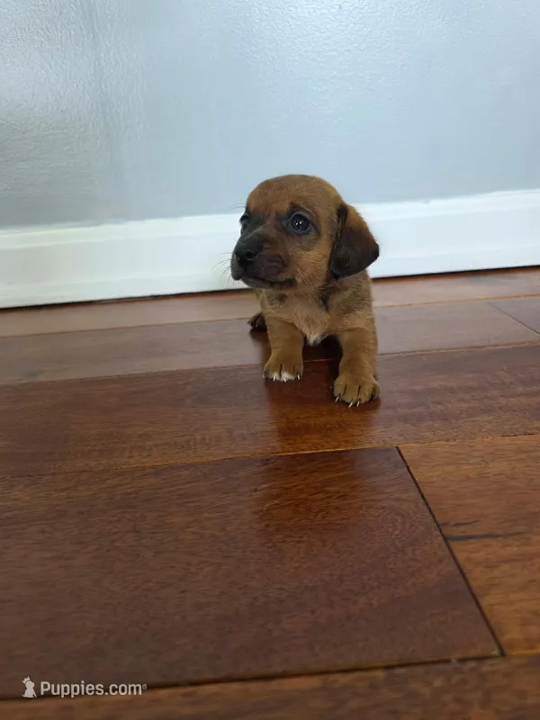 Bianca  – Miniature Dachshund puppy for sale in Somerset, KY