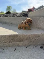 Bianca , a female Miniature Dachshund for sale in Somerset, KY – Photo 5 of 5