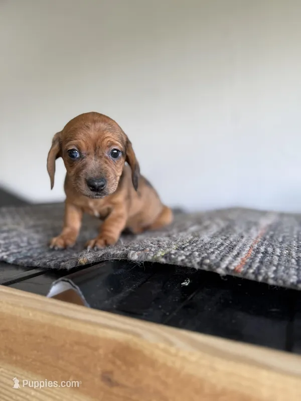 Bianca  – Miniature Dachshund puppy for sale in Somerset, KY
