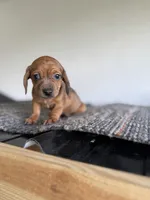 Bianca , a female Miniature Dachshund for sale in Somerset, KY – Photo 1 of 5